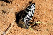Sand Wasp (Bembix sp) (Bembix sp)